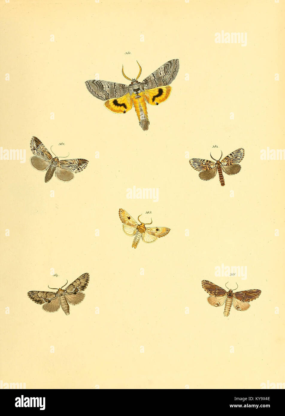 Sammlung neuer oder wenig bekannter aussereuropäischer Schmetterlinge (Plate 90) (6139906421) Stock Photo