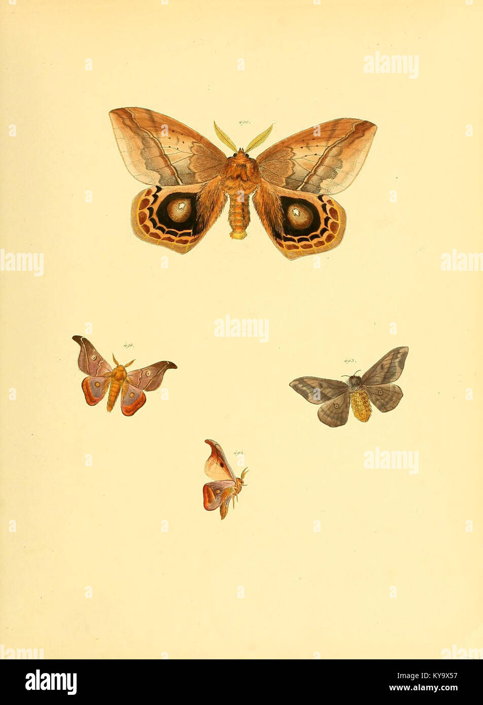 Sammlung neuer oder wenig bekannter aussereuropäischer Schmetterlinge (Plate 109) (6140464126) Stock Photo