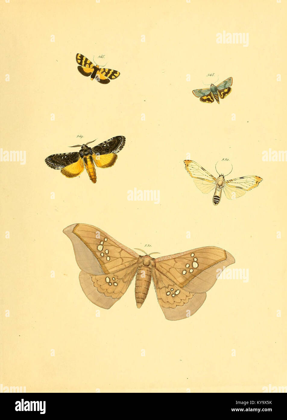 Sammlung neuer oder wenig bekannter aussereuropäischer Schmetterlinge (Plate 119) (6140467786) Stock Photo