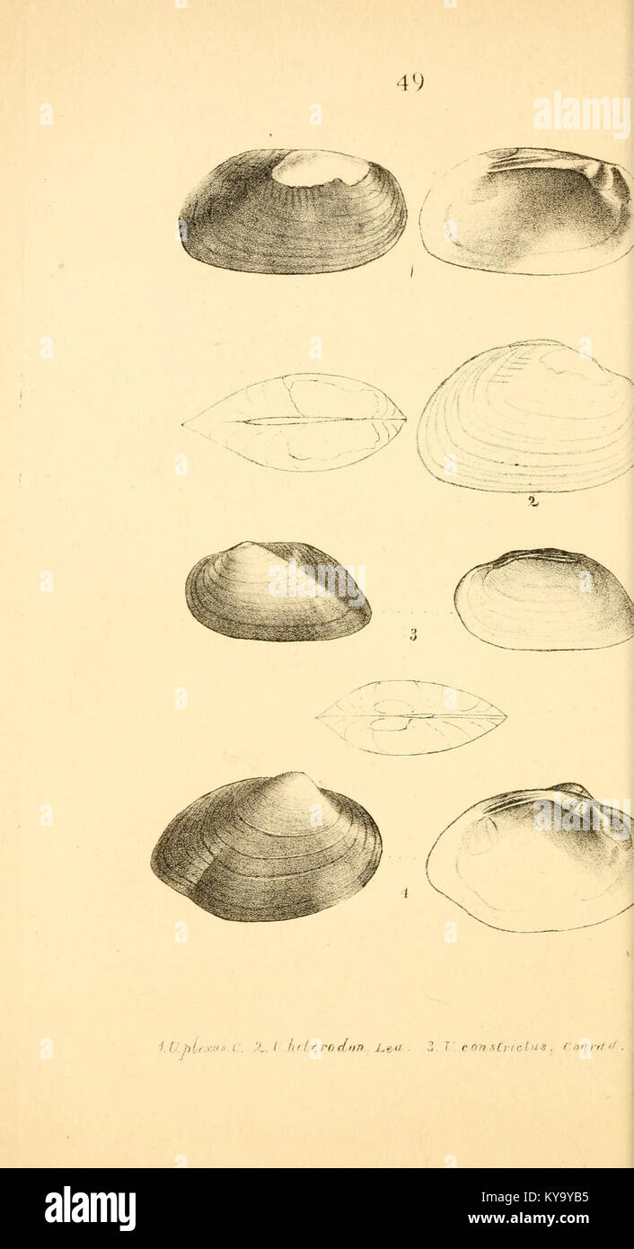 Unionid Classification Tree The monograph shows detailed illustrations of Unionid freshwater ...