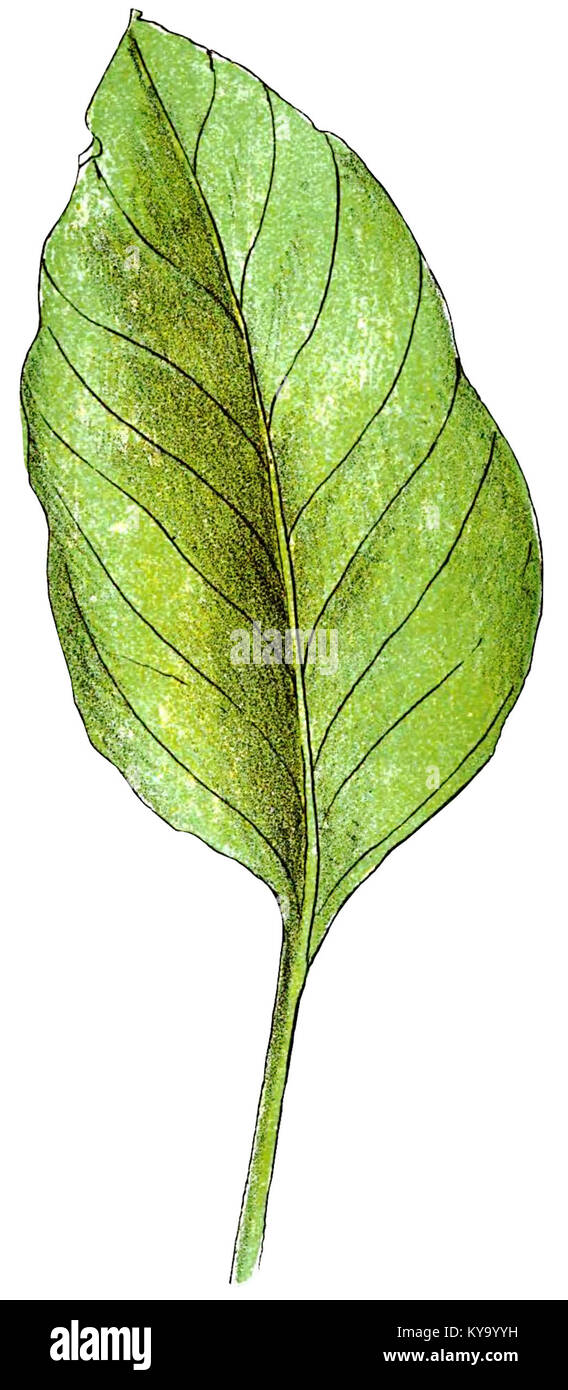 Plantas de uruguay hi-res stock photography and images - Alamy