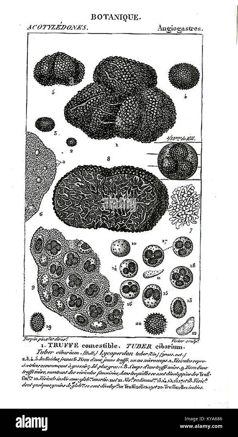Engraved illustration of truffles and their natural woodland habitat. Stock Photo