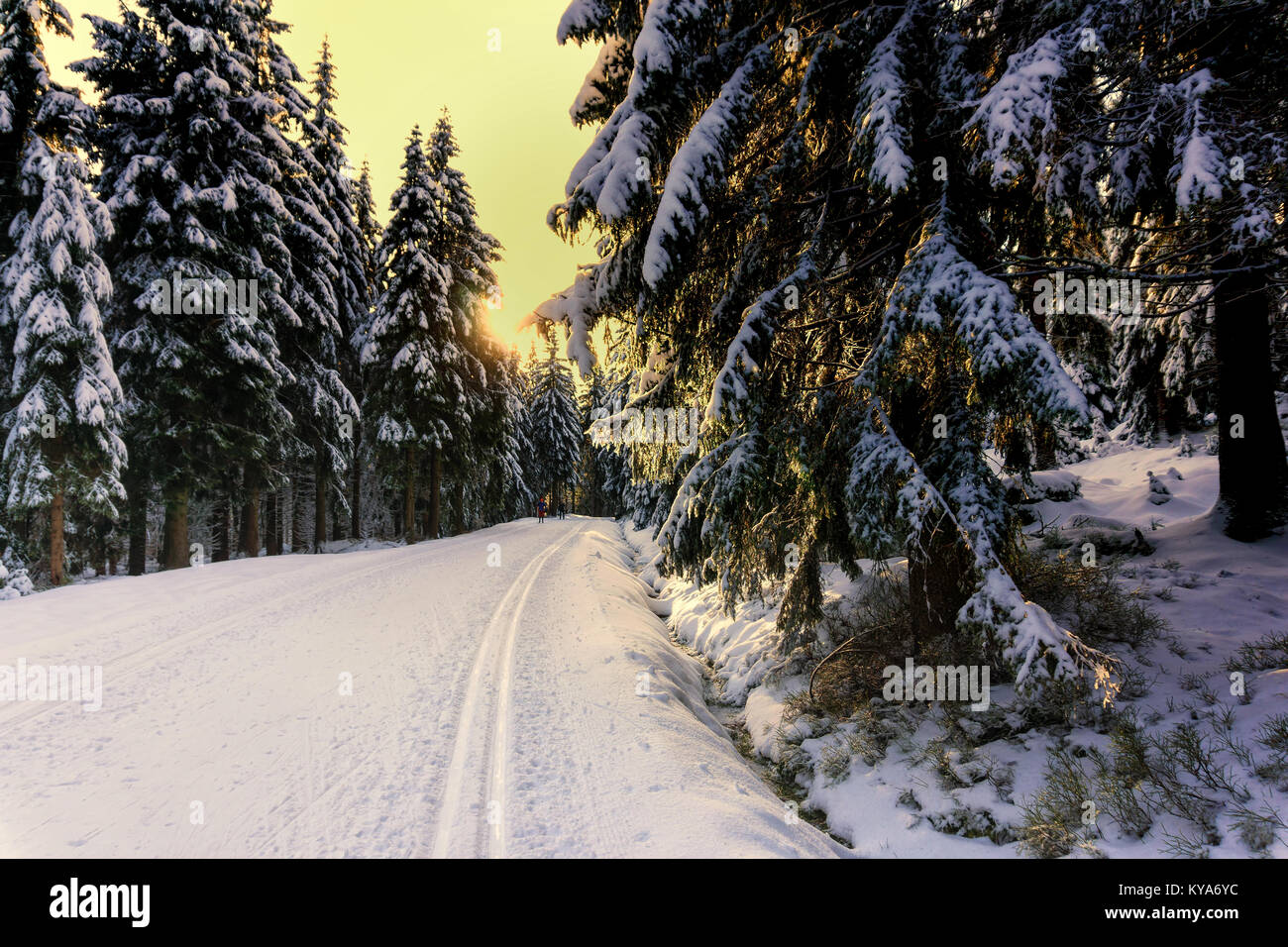 Sunset in the mountains in winter with trees covered with fresh snow and illuminated by the sun. Cross-country groomed ski trails in Karkonosze. Stock Photo