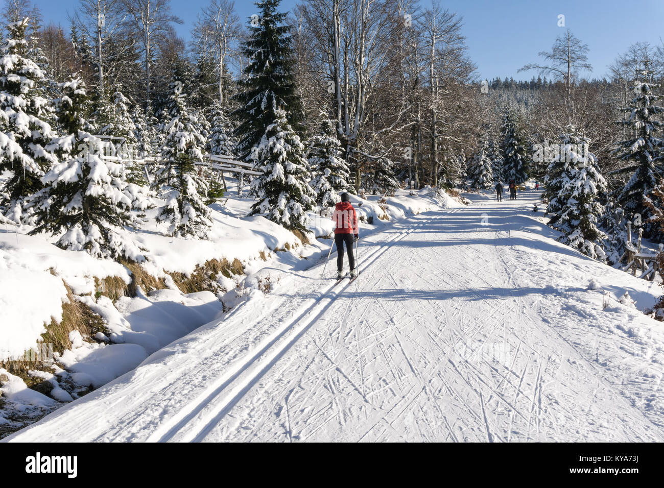 Single cross-country skier woman runs along a groomed ski trail. Road in mountains at winter sunny day. Trees covered hoarfrost. Jizera Mountains. Stock Photo