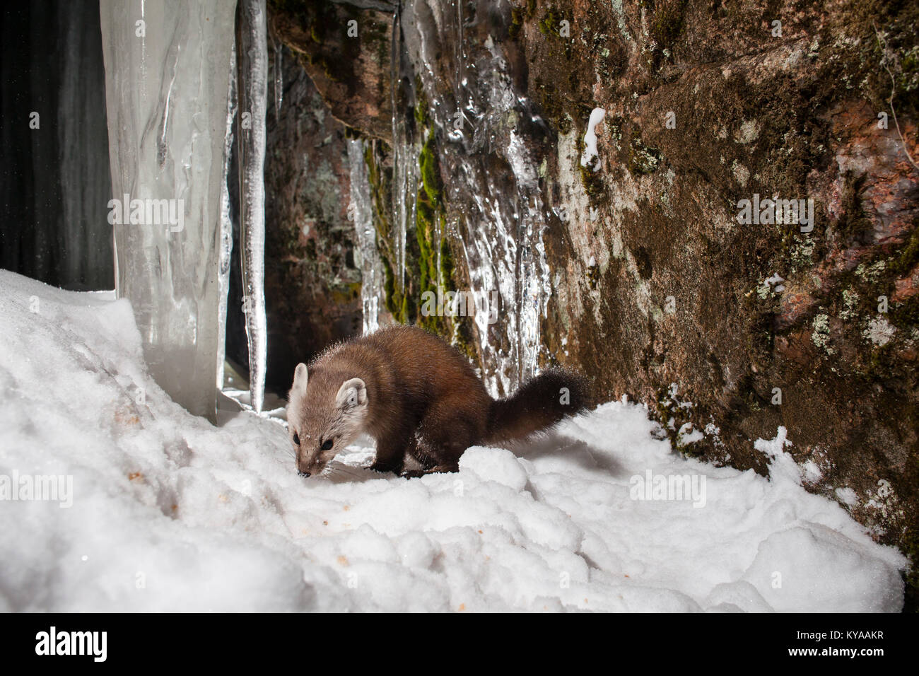 MAYNOOTH, ONTARIO, CANADA January 10, 2018 A marten (Martes
