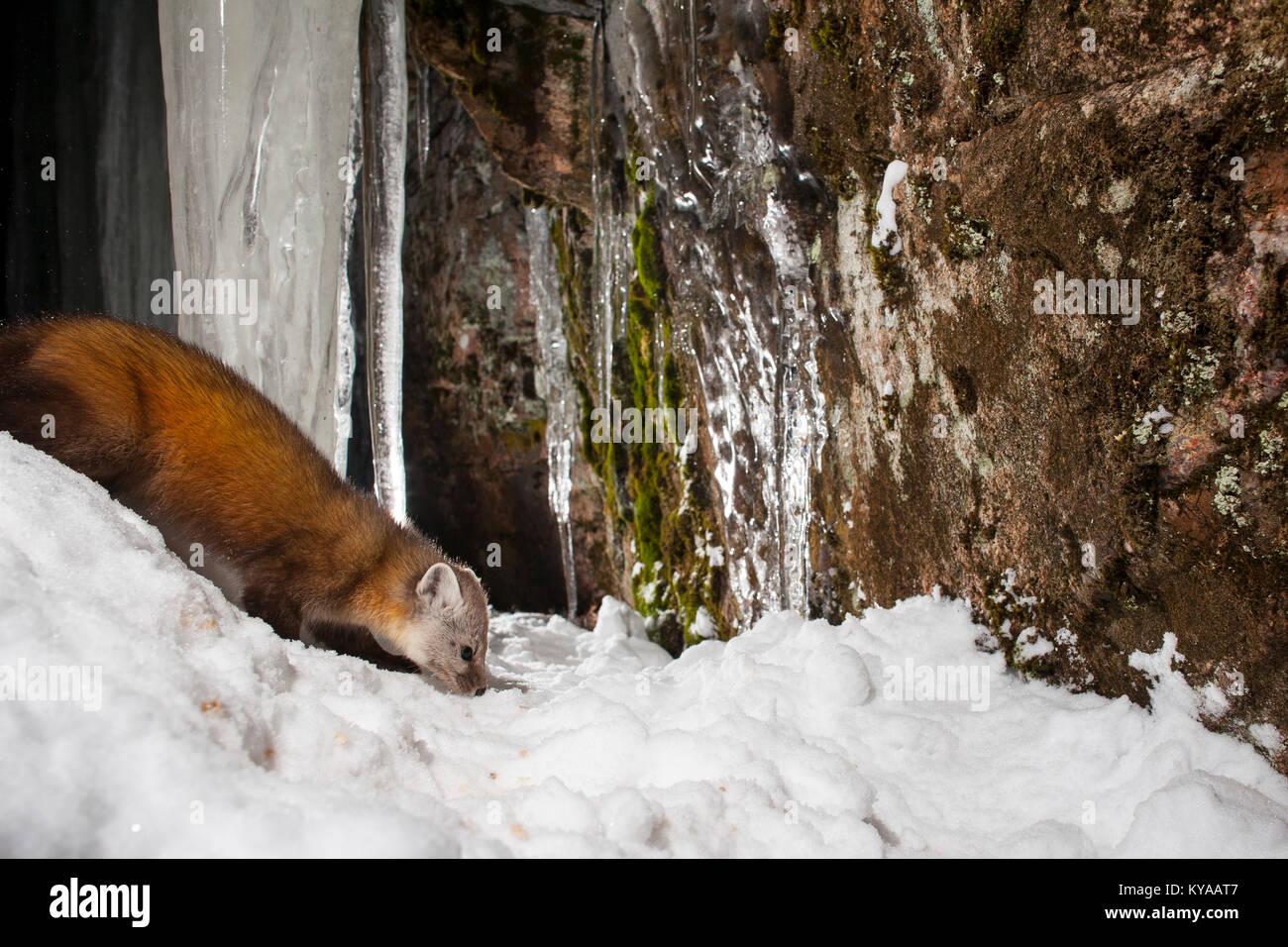 MAYNOOTH, ONTARIO, CANADA January 10, 2018 A marten (Martes