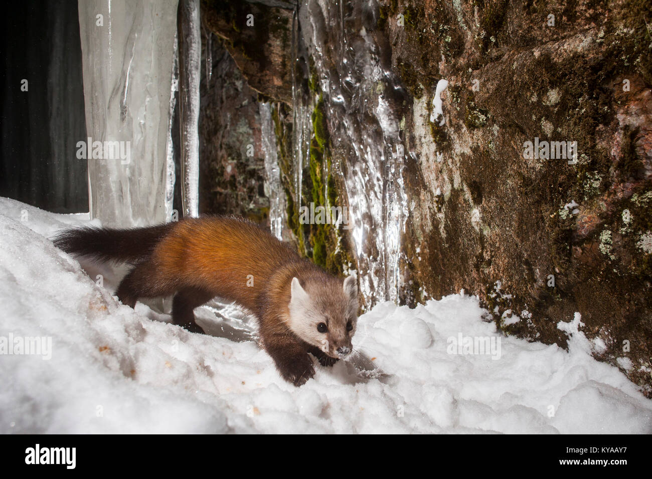MAYNOOTH, ONTARIO, CANADA January 10, 2018 A marten (Martes