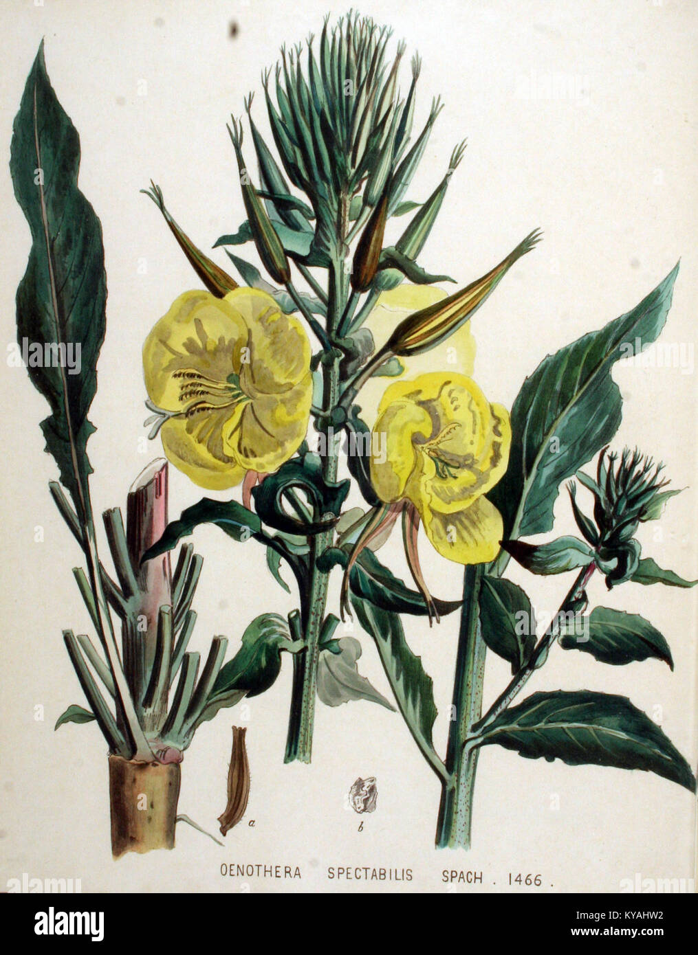 Flora taxonomy illustration record hi-res stock photography and images ...