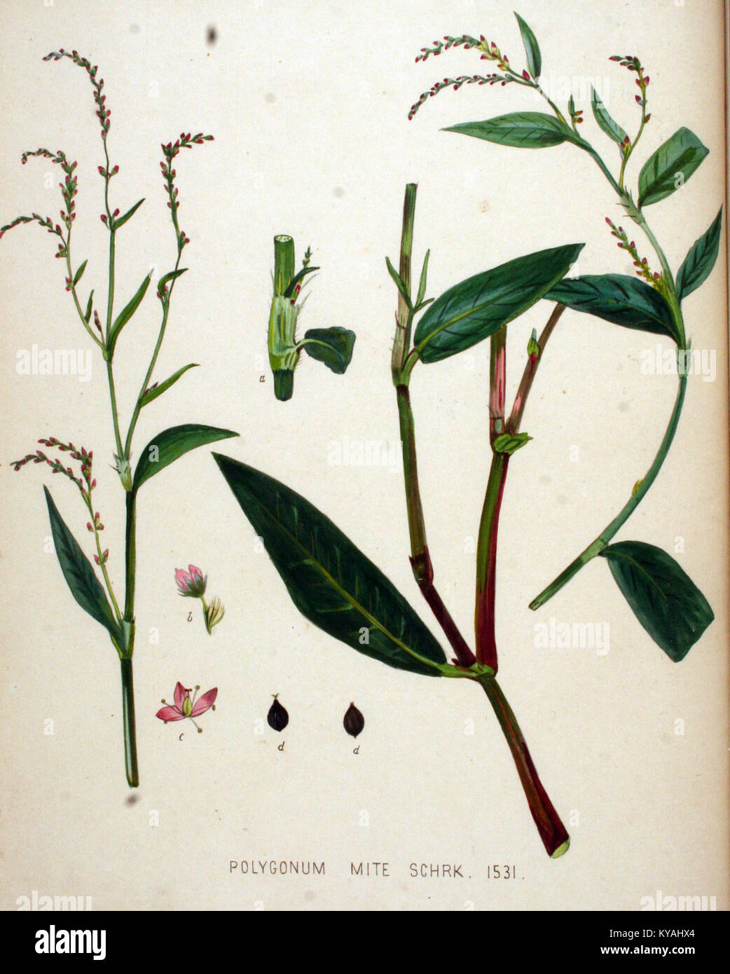 Flora taxonomy illustration record hi-res stock photography and images ...