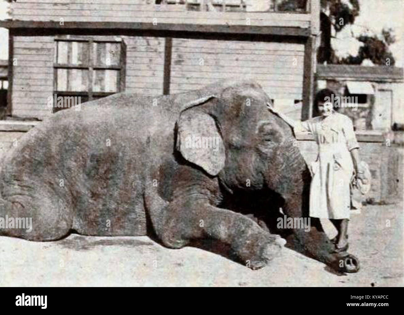 The Adventures of Tarzan (1921) - 8 Stock Photo - Alamy