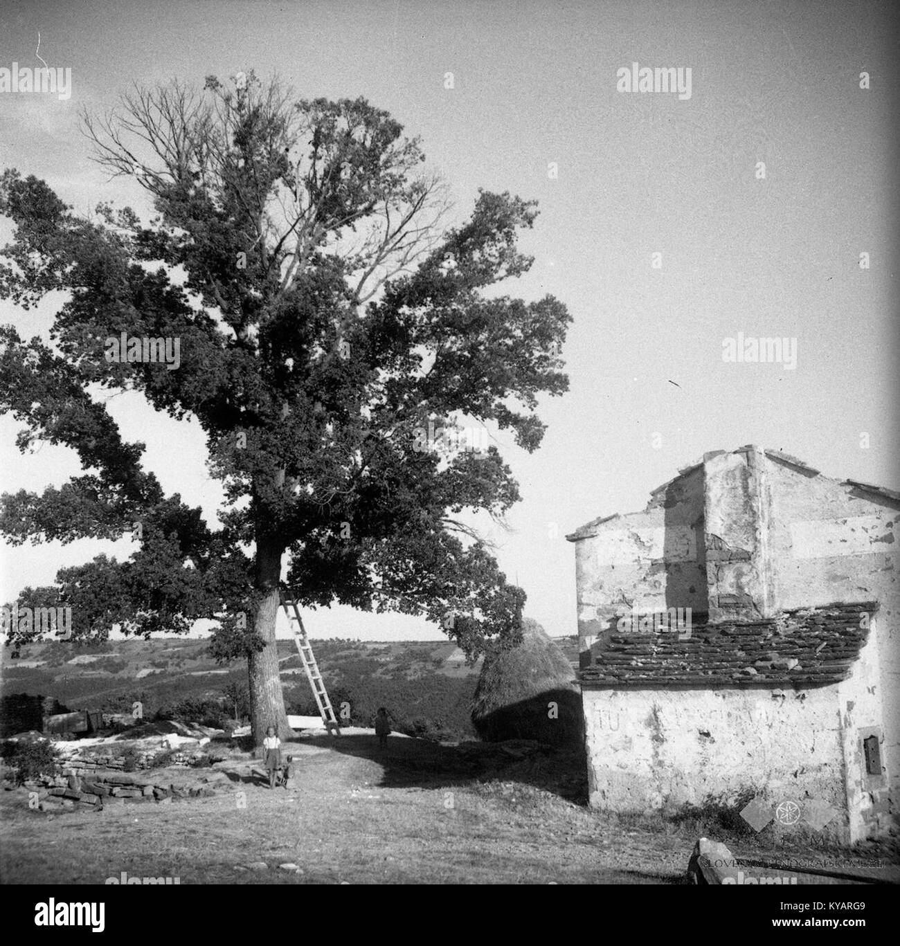 Photograph of a house and oak tree ('Hrast in hia') taken by ufar in ...