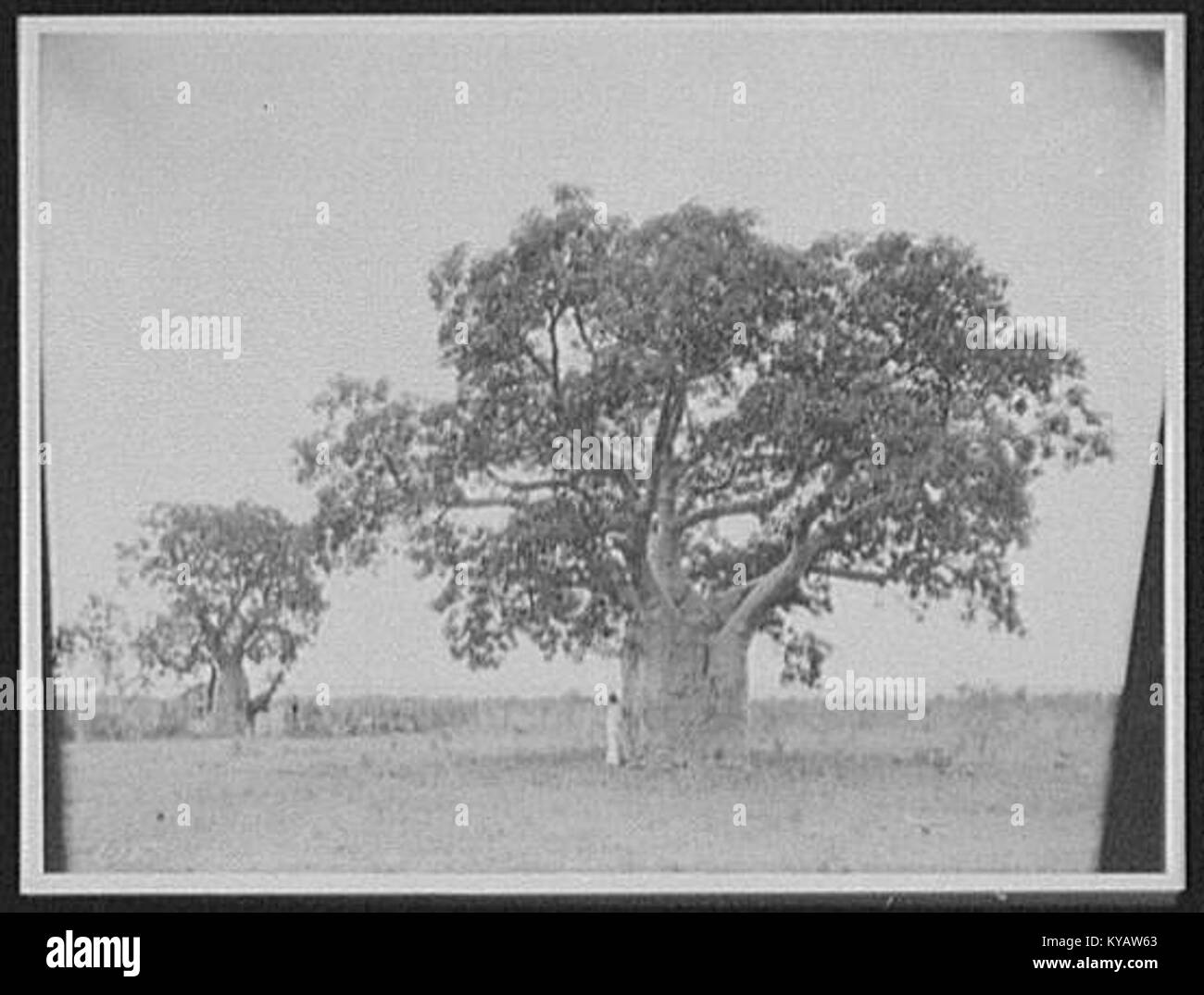 Man standing beside tree with wide trunk, looking out to sea