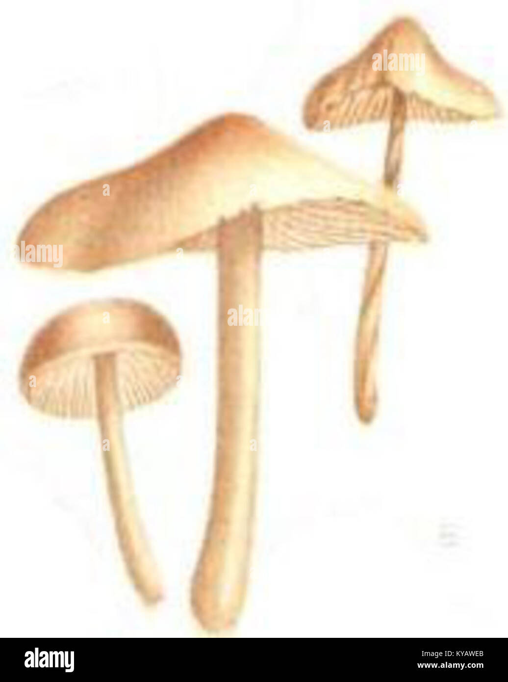 Marasmius oreades (Twelve edible mushrooms of the United States) Stock Photo