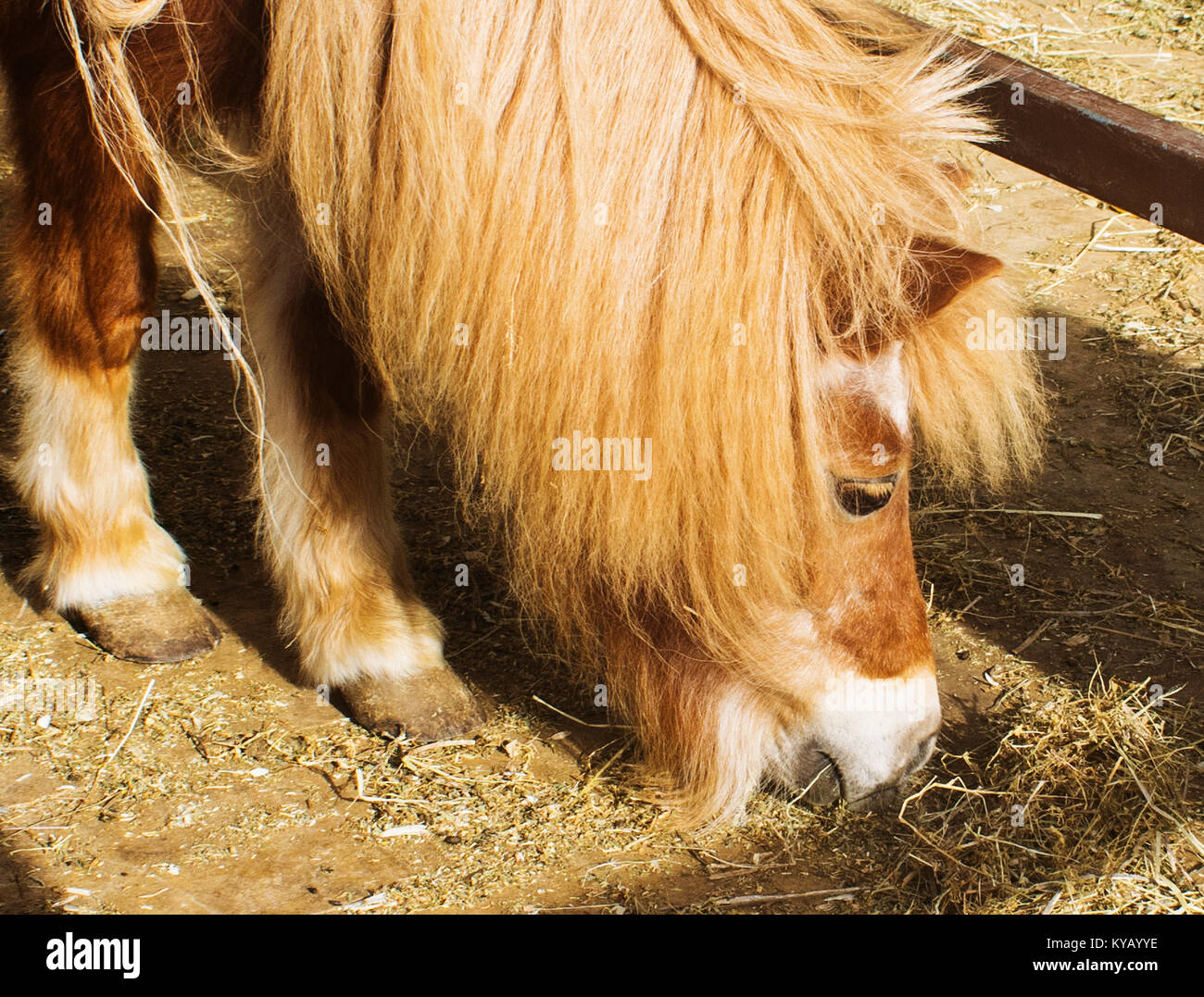 A close-up shot of a local Shetland Pony during feeding time. Stock Photo