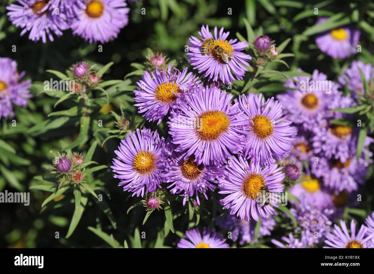 New-England Aster - Hairy Michaelmas-daisy - Michaelmas Daisy (Aster novae- angliae - Symphyotrichum novae-angliae) flowering in summer Stock Photo