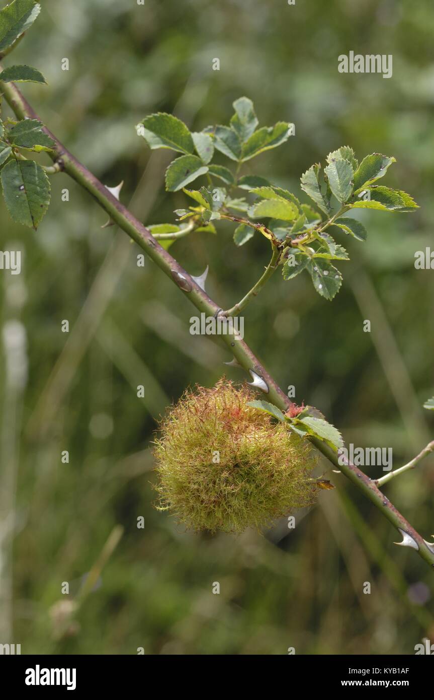 Rose bedeguar gall Robin's pincushion gall (Diplolepis rosae) mature
