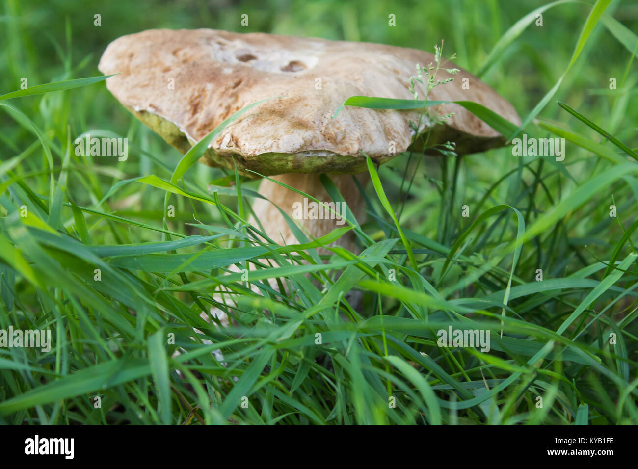 Natural porcini in the grass. Candid photos. Shallow depth of field Stock Photo