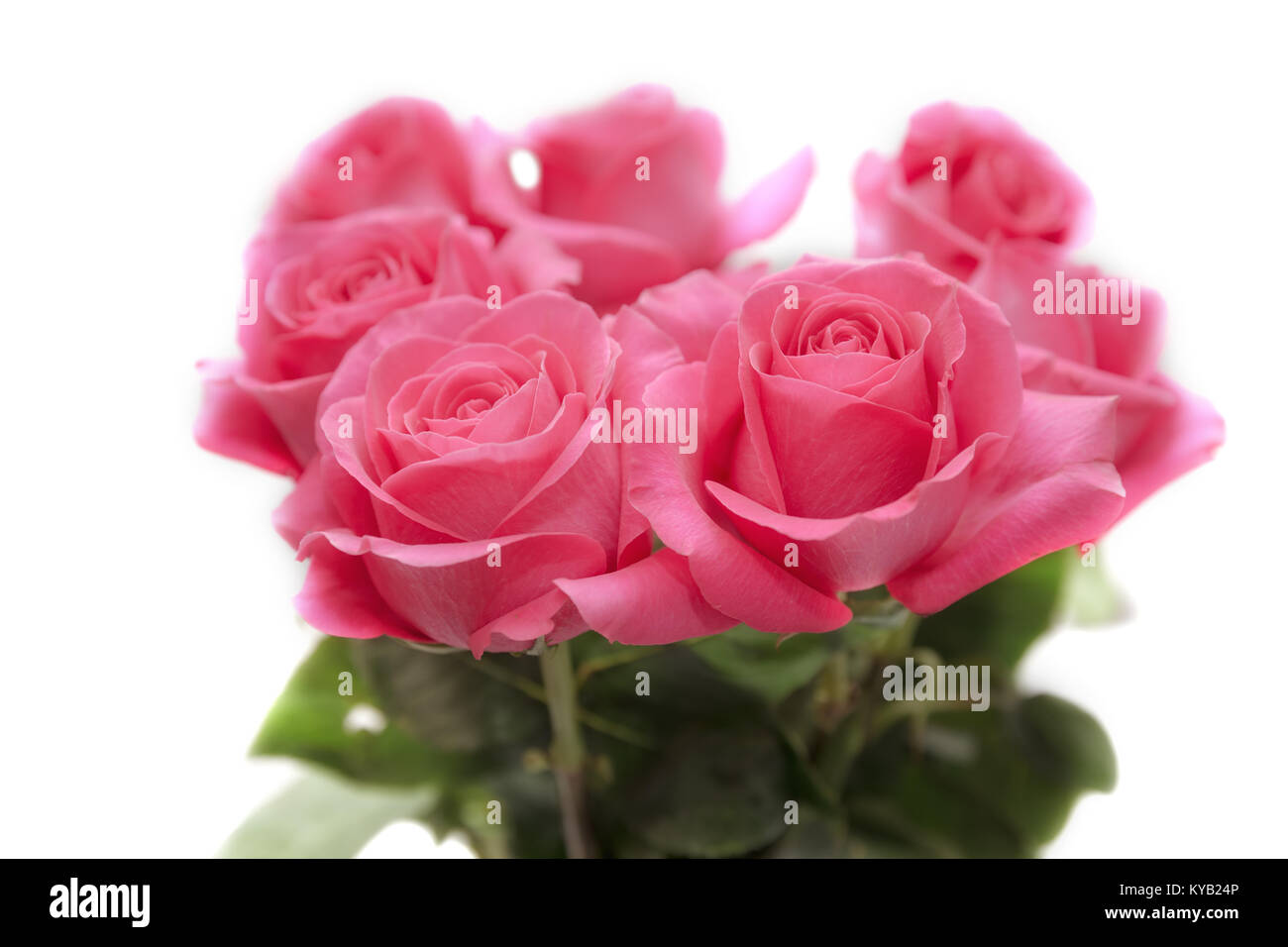 Bouquet of pink roses on a white background Stock Photo - Alamy