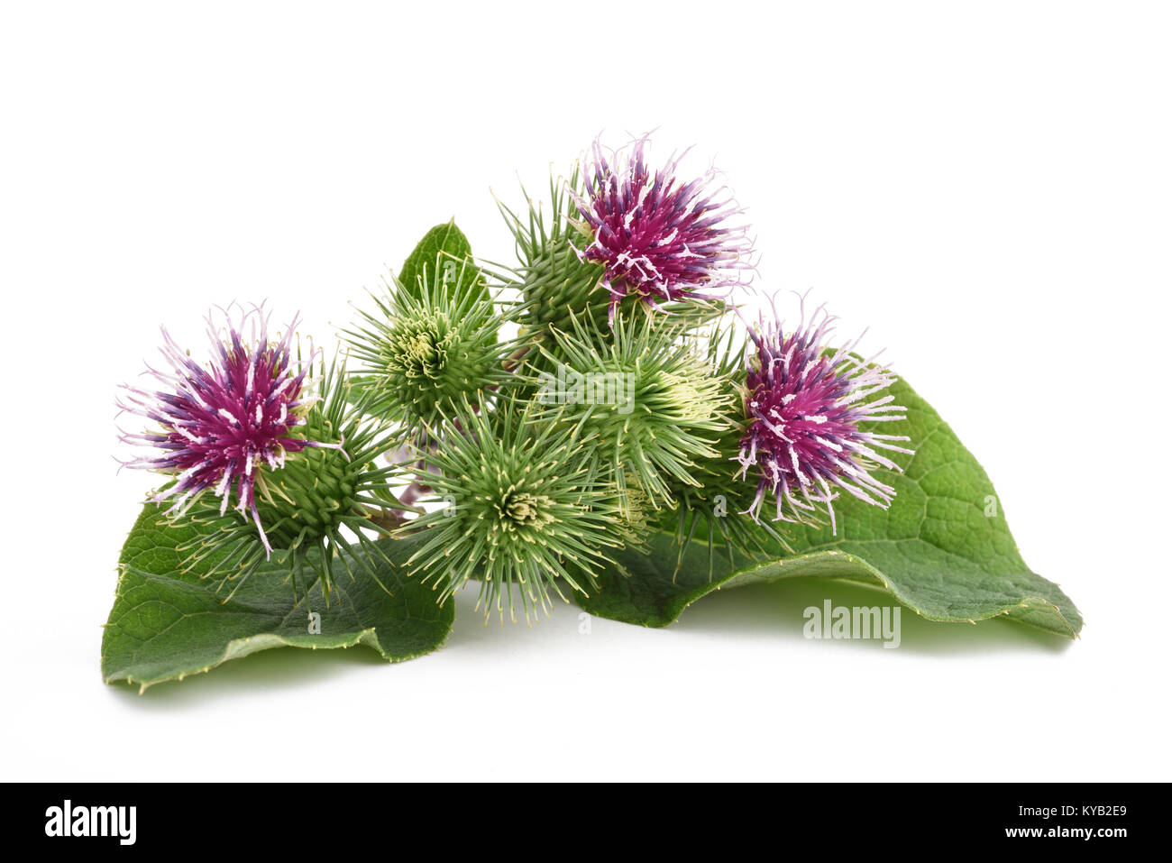 Arctium lappa major. Dandelion and burdock. Burdock перевод. Arctium lappa extract. Фиолетовый репейник.