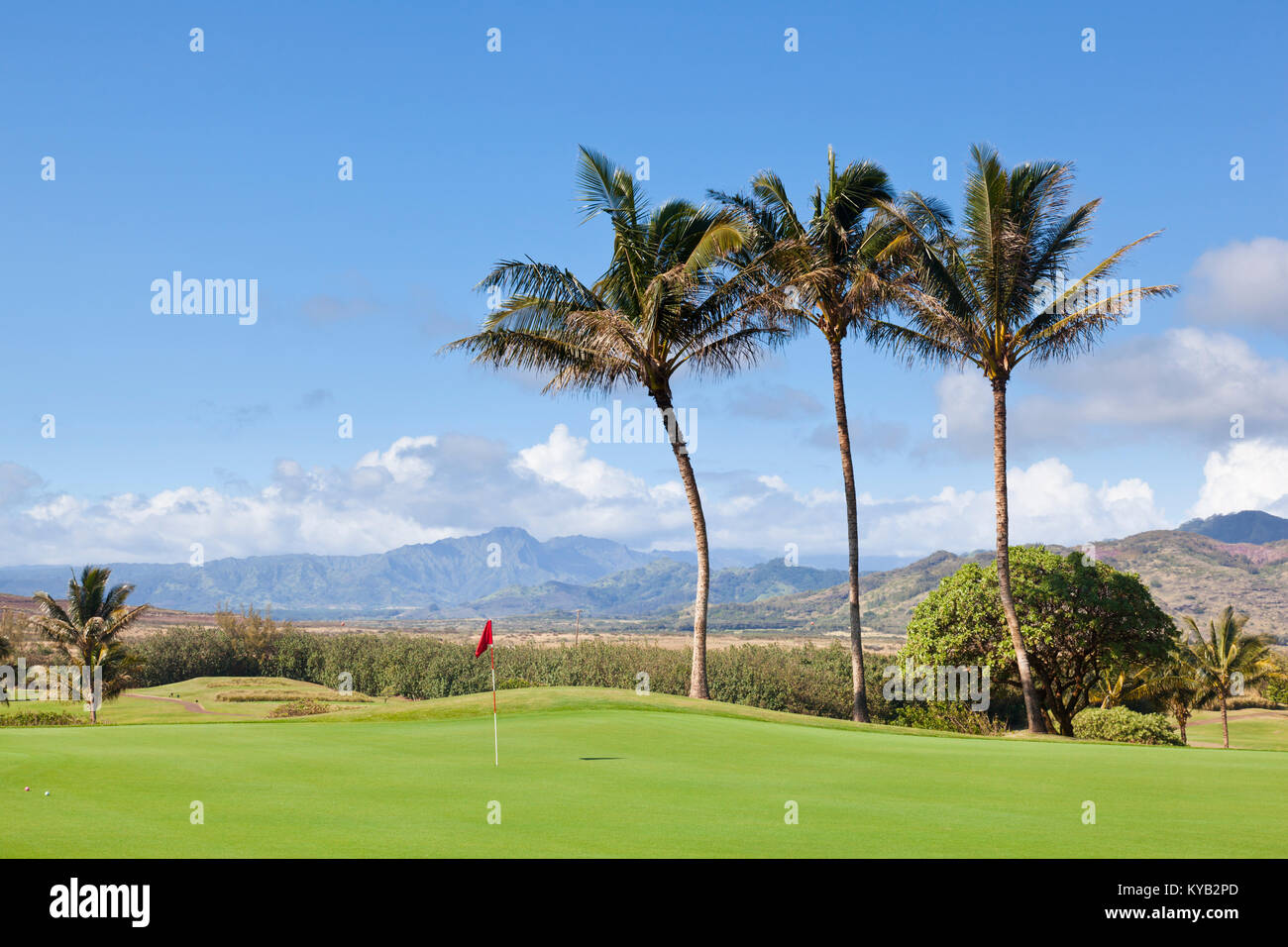 Palm trees at a golf course in Kauai, Hawaii. Stock Photo