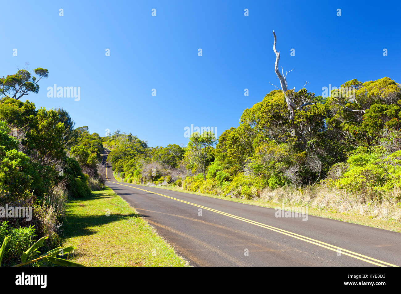 The Kokee State Park road through rainforest in Kauai, Hawaii Stock Photo Alamy