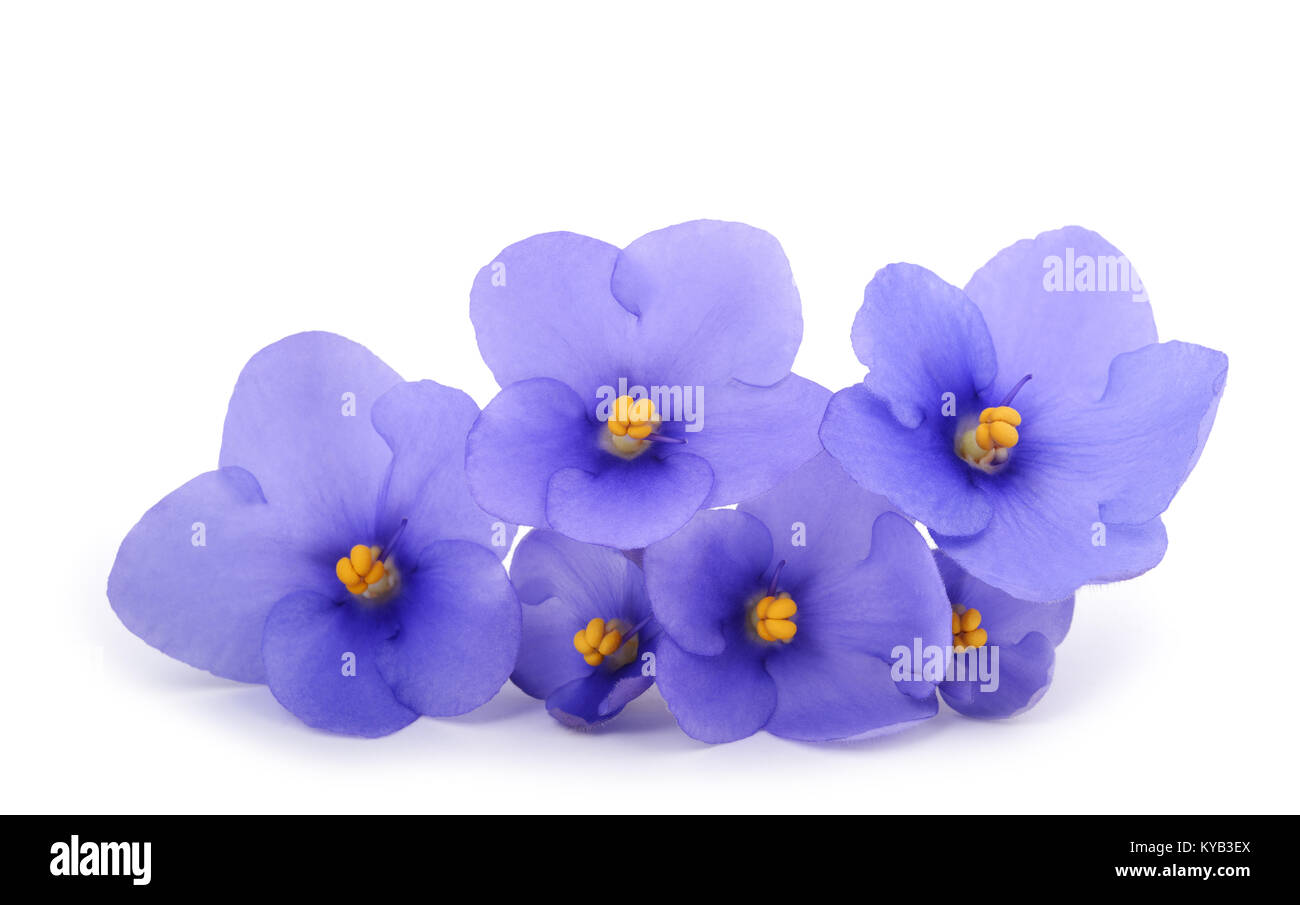 Saintpaulia (African violets) isolated on white background Stock Photo
