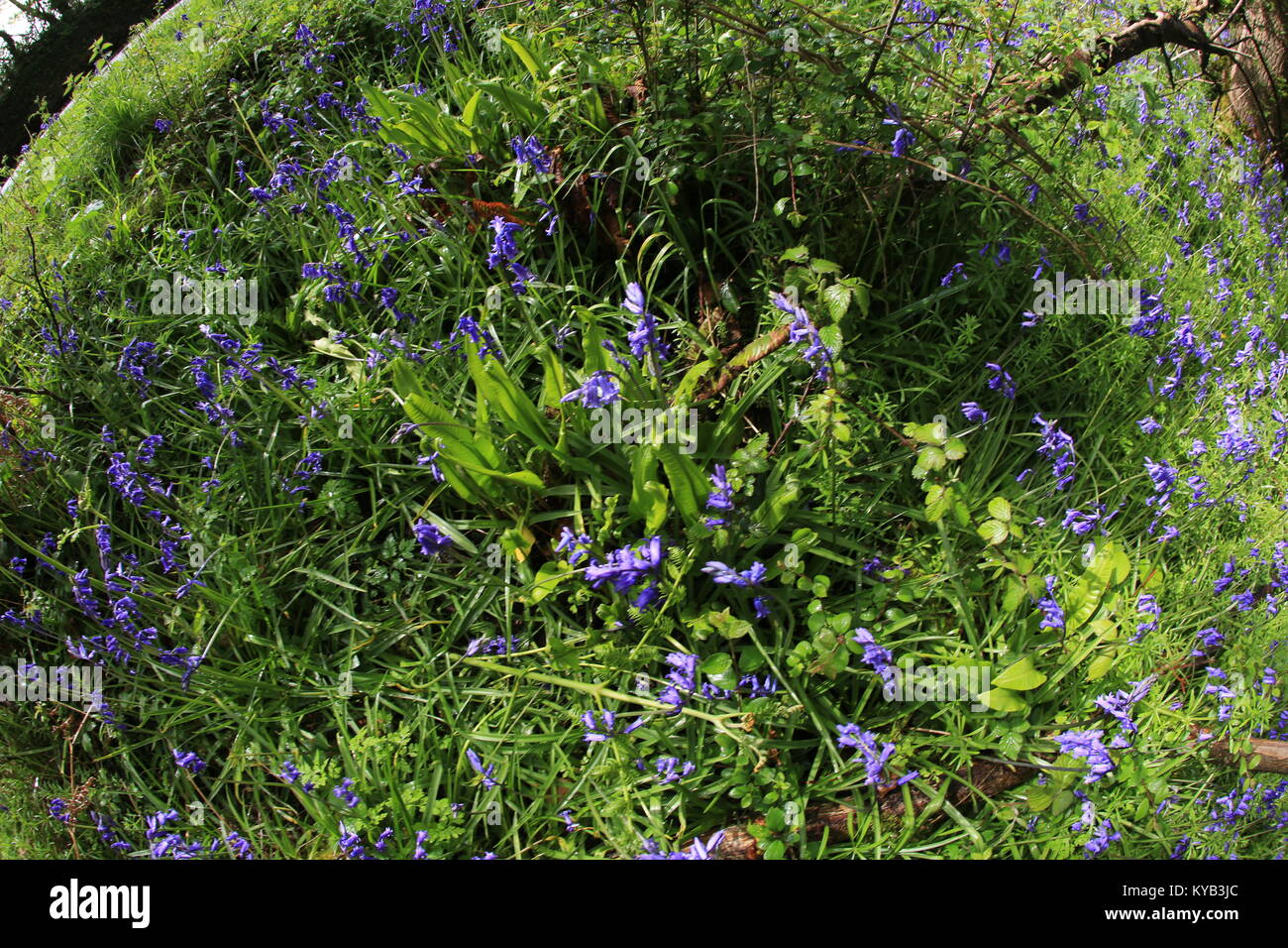 Blue purple wild flowers near woodland in Ireland Stock Photo Alamy