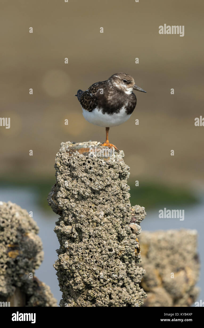 Turnstone (Arenaria interpres) juvenile perched on one leg on a post with barnacles Stock Photo