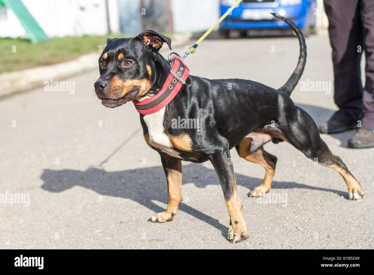 black and tan bull terrier