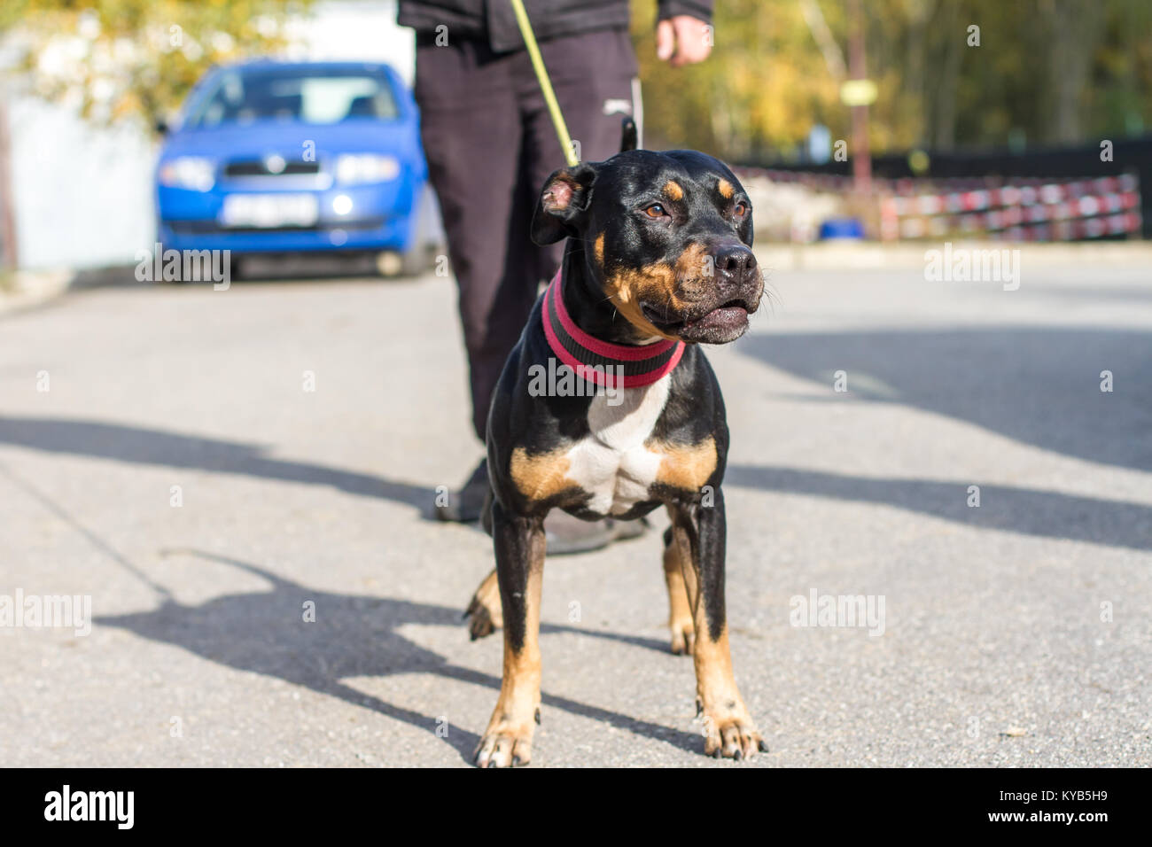 Black and tan colored friendly American Pit Bull Terrier pulling on the leash Stock Photo