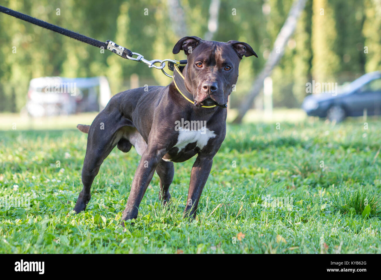 Pit bull pulling leash hi-res stock photography and images - Alamy