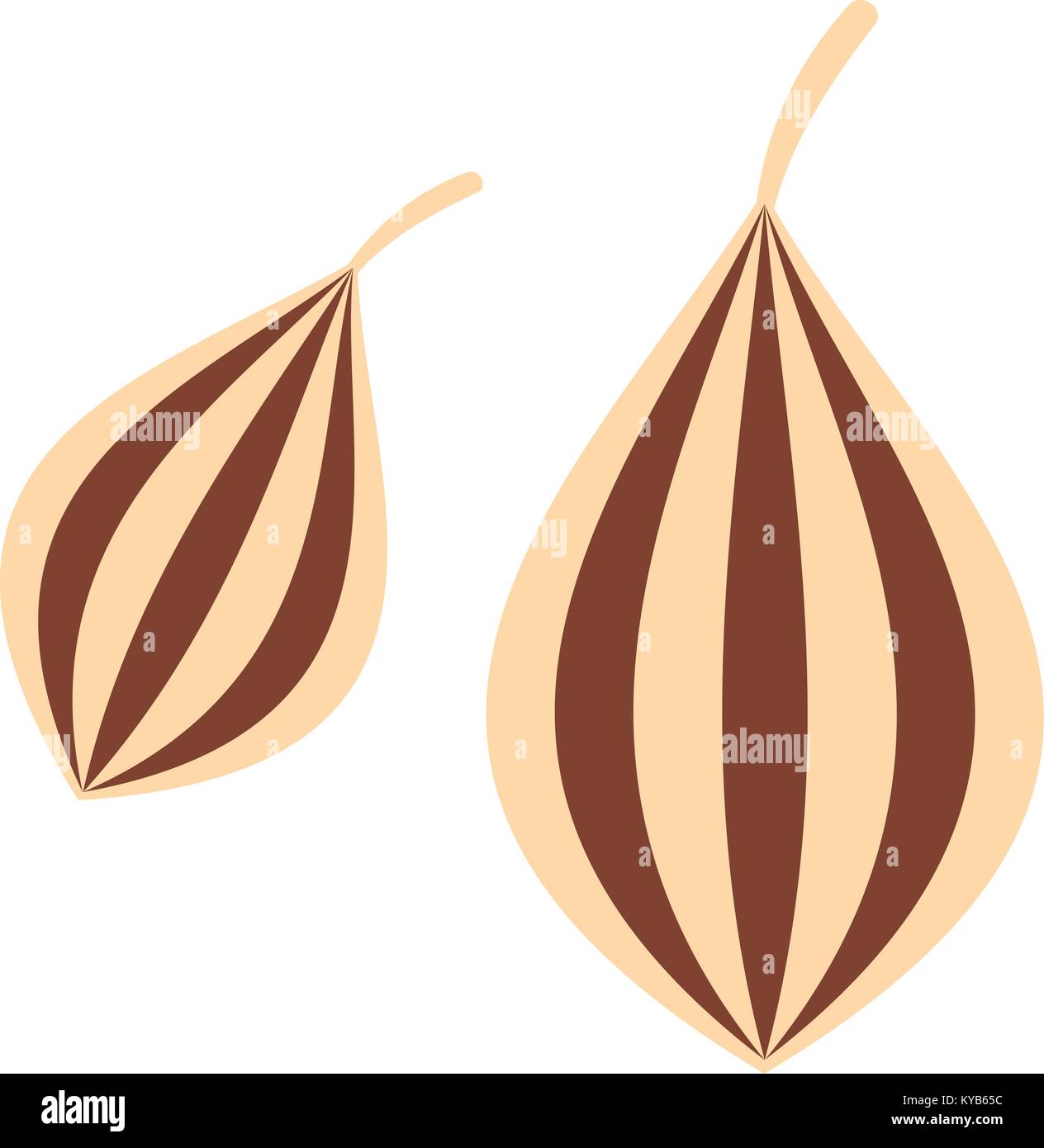 Ajwain icon isolated Stock Vector