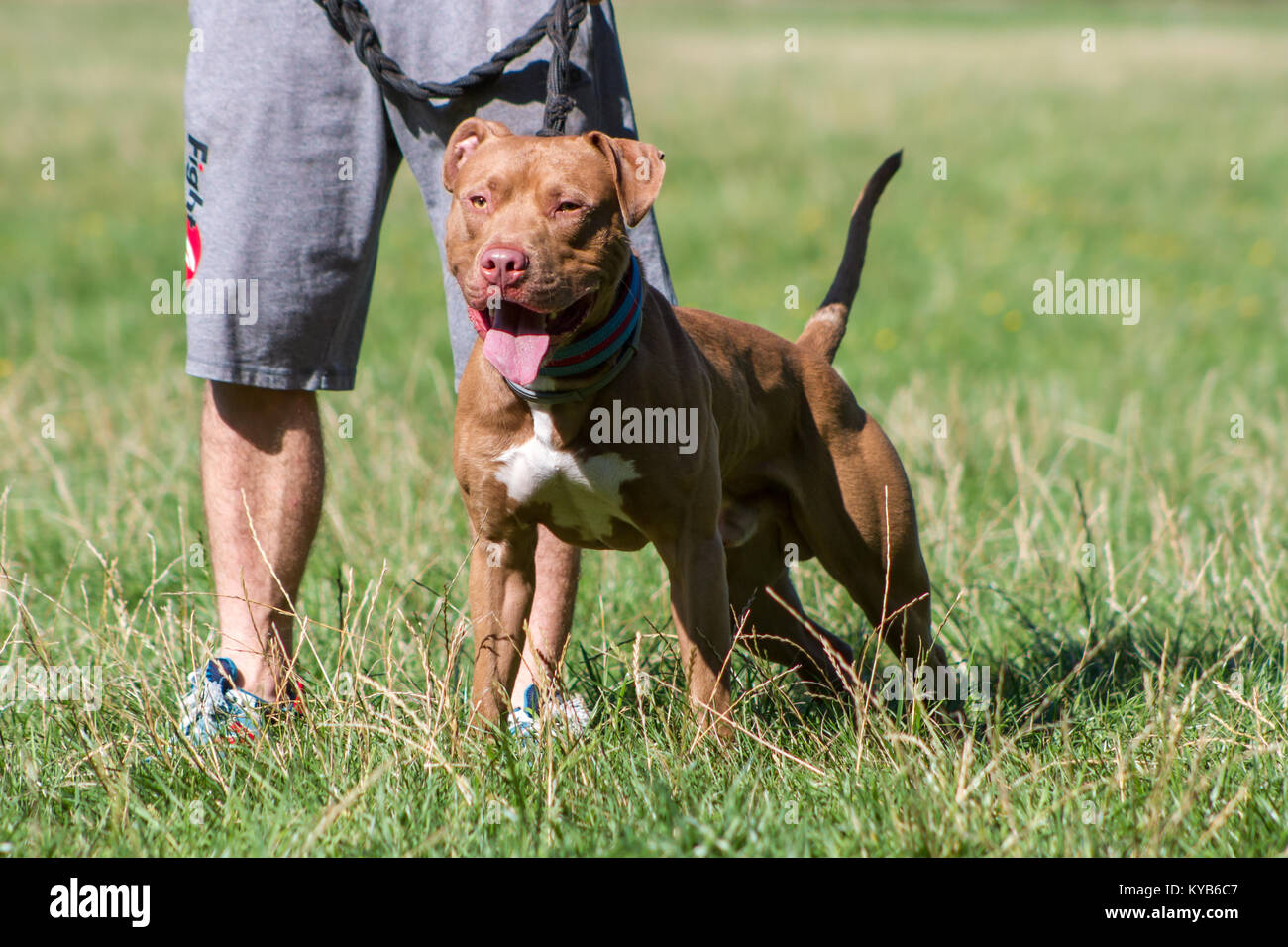 red nose american pitbull terrier