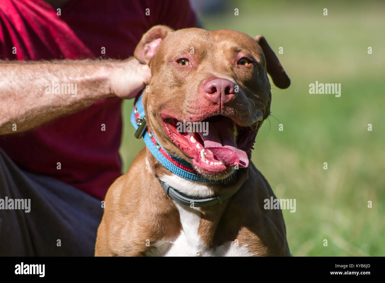 https www alamy com stock photo red nose pit bull terrier panting and pulling on the leash 171735717 html