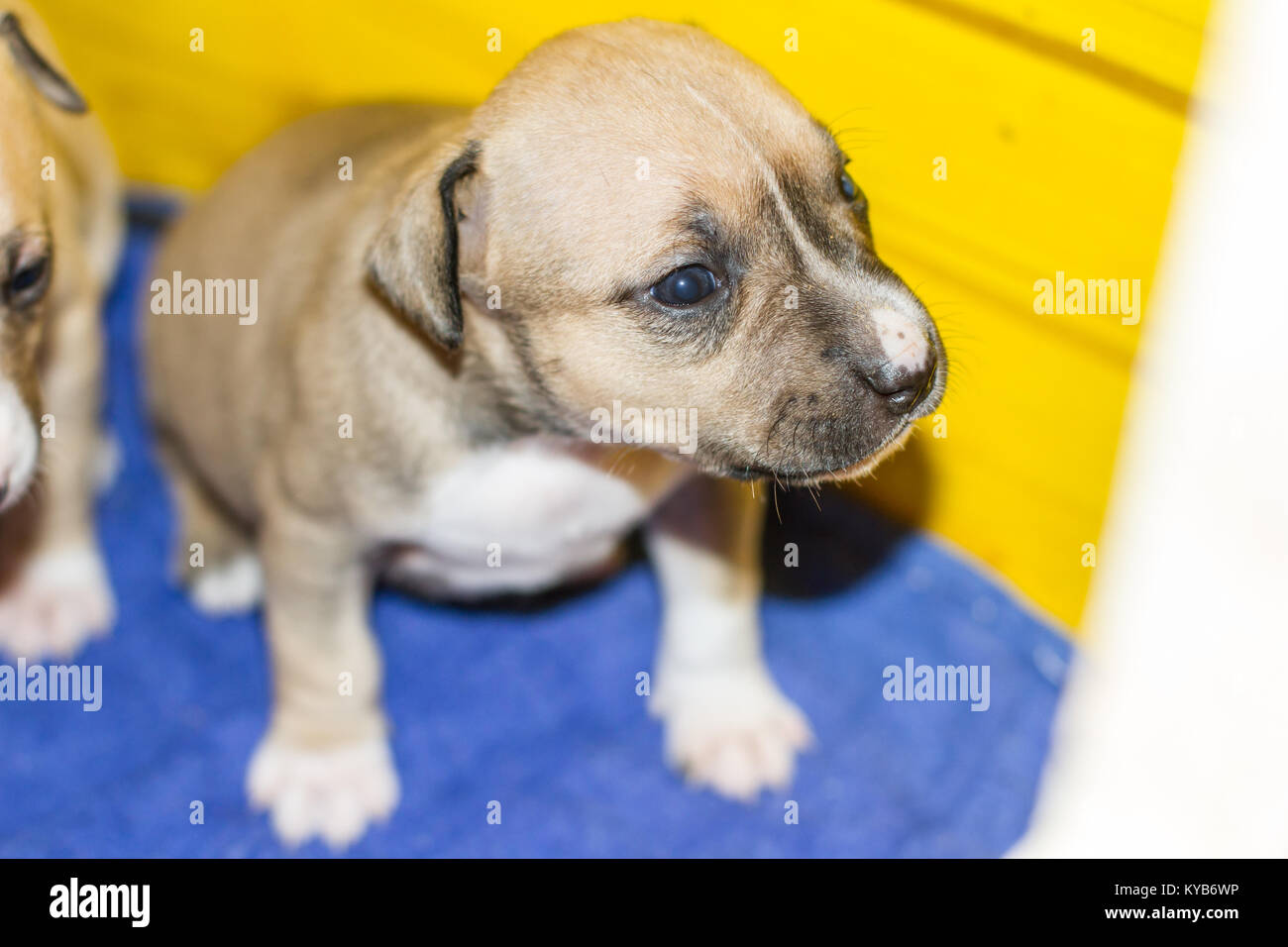 3 weeks old dog puppy Stock Photo Alamy