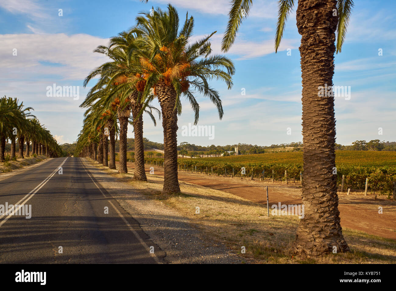 The famous Seppeltsfield road surrounded by vineyard and palms, Australia, South Australia, Barossa Valley Stock Photo