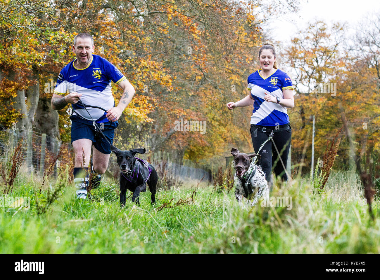 Dogs and runners competing in CaniCross Stock Photo Alamy