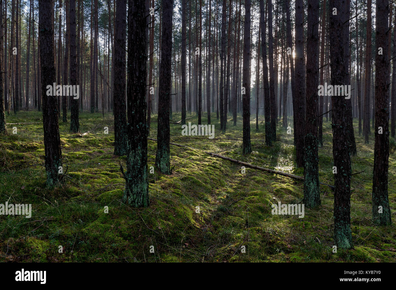 Tuchola Pinewoods (Bory Tucholskie), northern Poland, Europe Stock ...