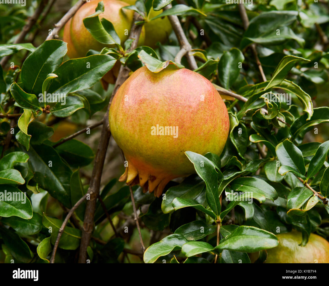 Branch of the Pomegranate (Punica granatum) tree growing in the park of the Adelaide city, Saush Australia, Australia Stock Photo