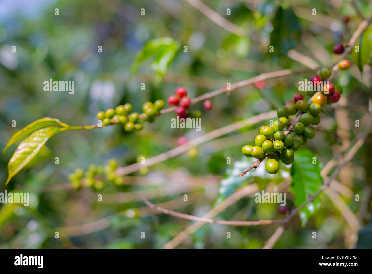Coffee plant, ripe coffee beans on branch close up, green red unripe ...