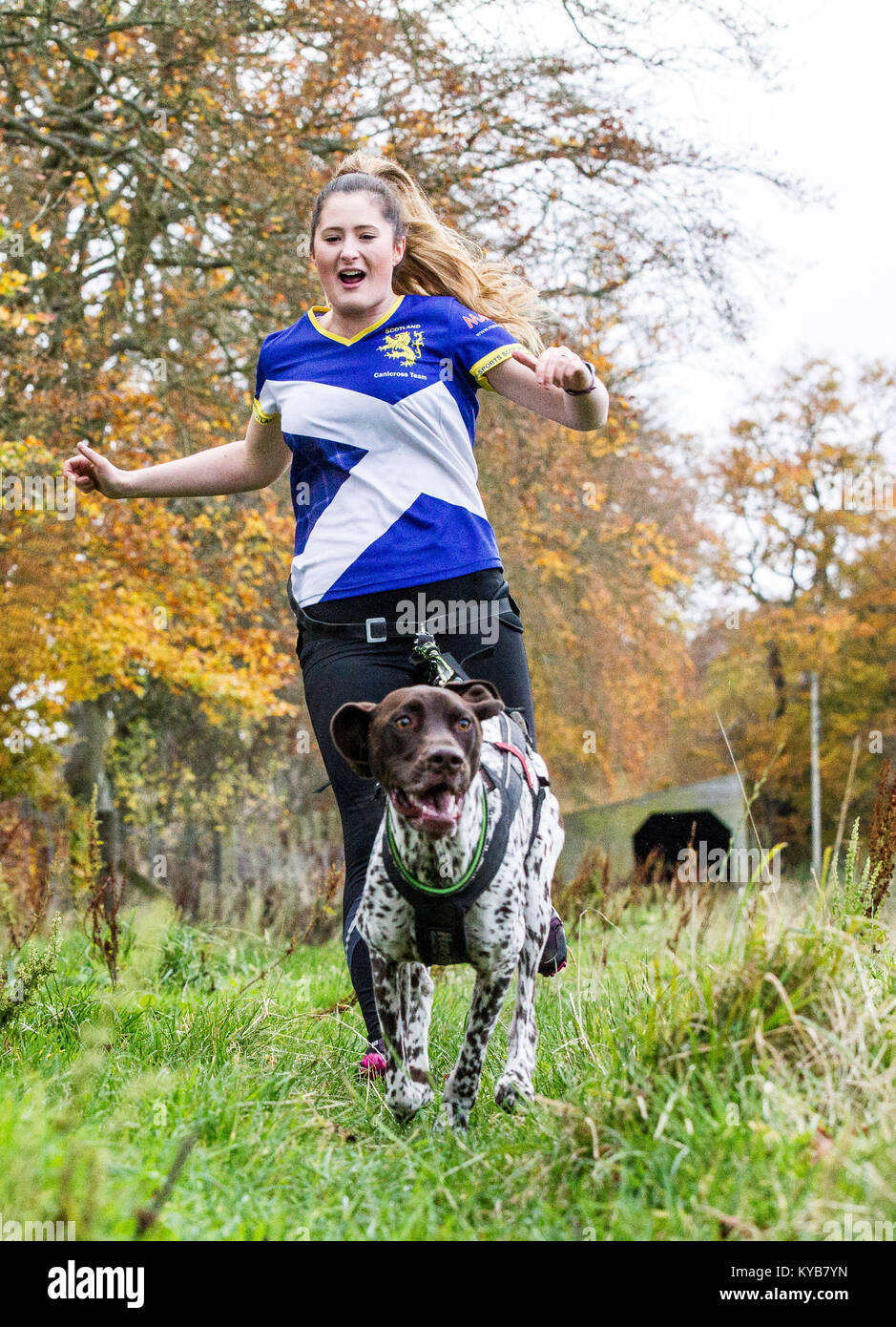 Dogs and runners competing in CaniCross Stock Photo Alamy