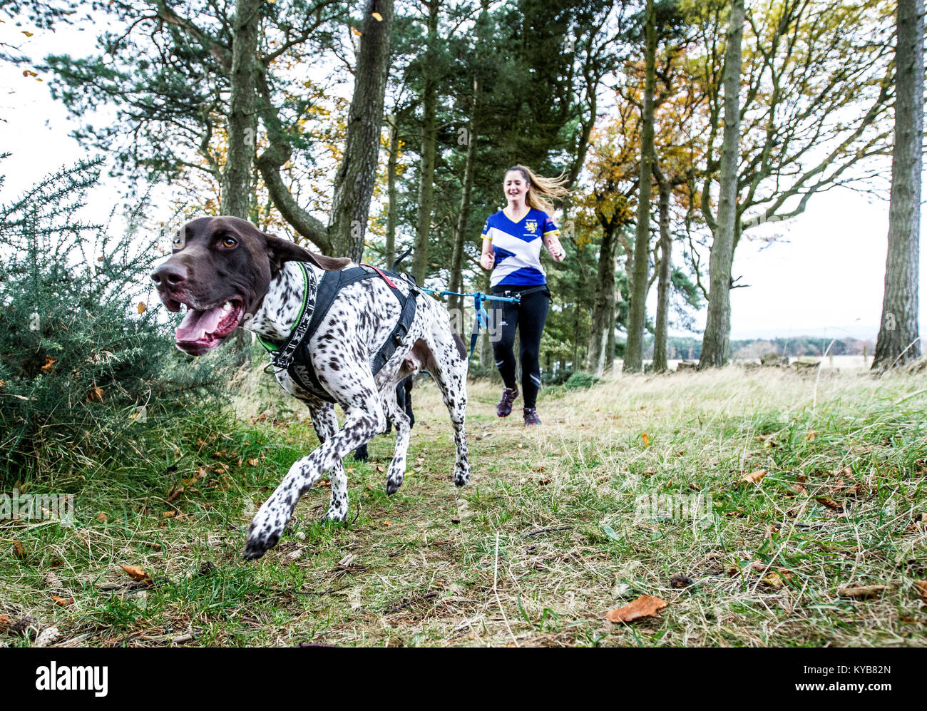 Dogs and runners competing in CaniCross Stock Photo Alamy