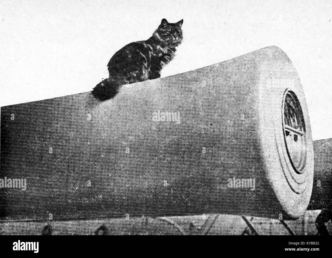 A Royal navy Ship's cat sitting on a cannon gun - WWI  1918 Stock Photo