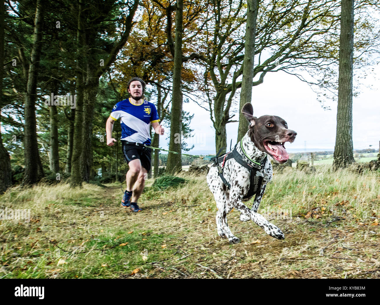 Dogs and runners competing in CaniCross Stock Photo Alamy