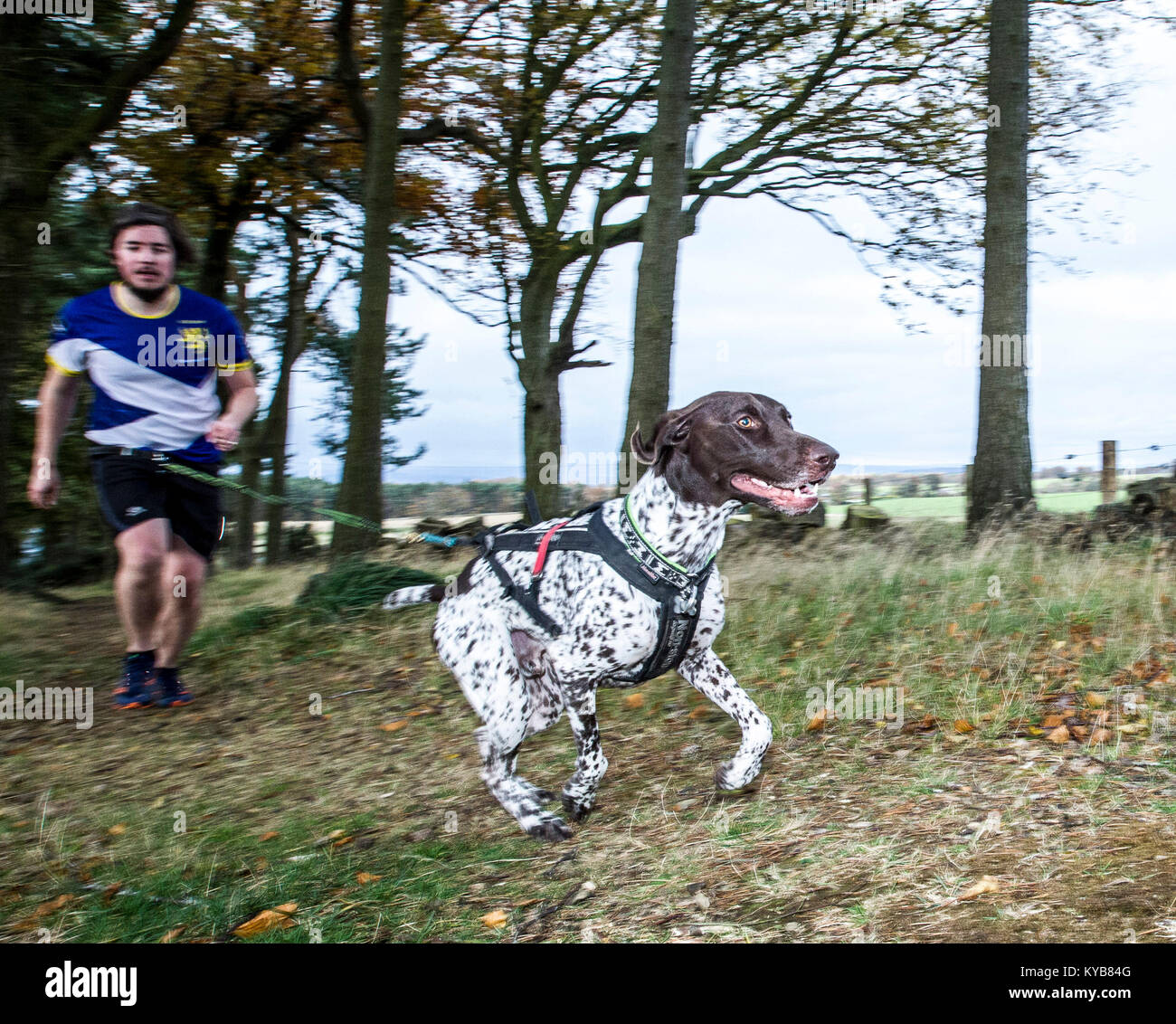 Dogs and runners competing in CaniCross Stock Photo Alamy