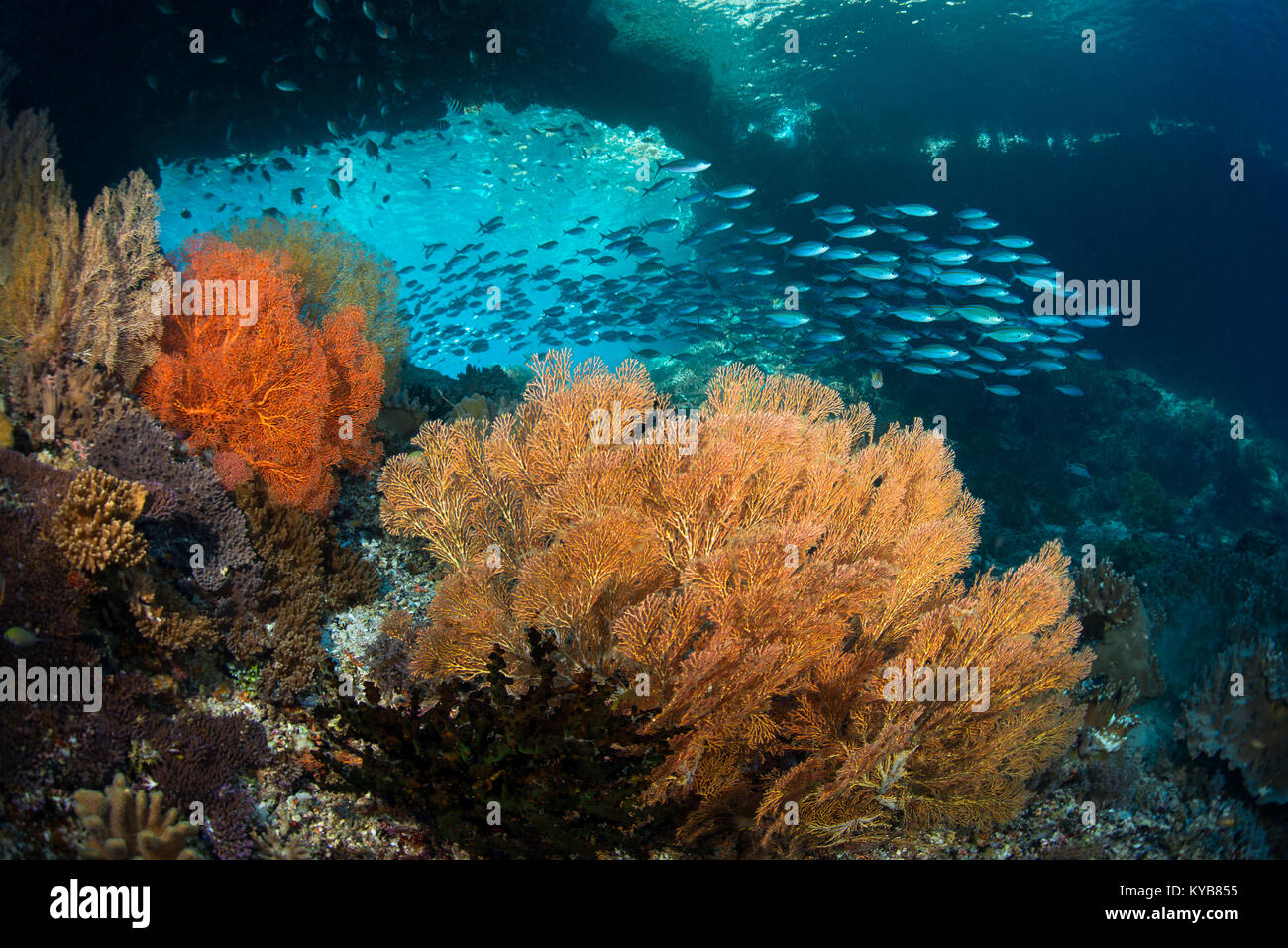 A school of fusilier fish swim through an underwater arch, over colourful gorgonian sea fans at Penemu in the Raja Ampat islands, Indonesia. Stock Photo