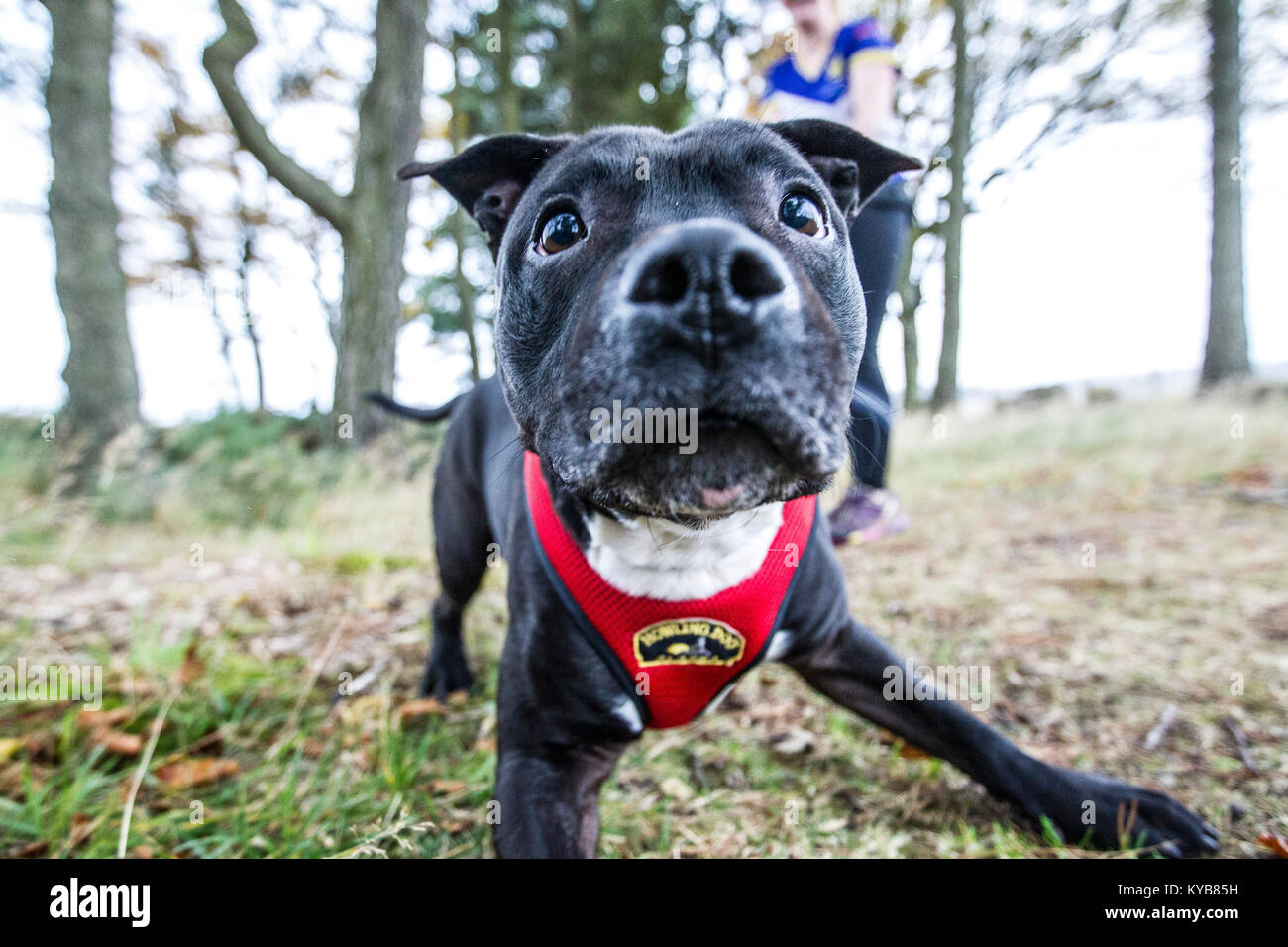 Dogs and runners competing in CaniCross Stock Photo Alamy