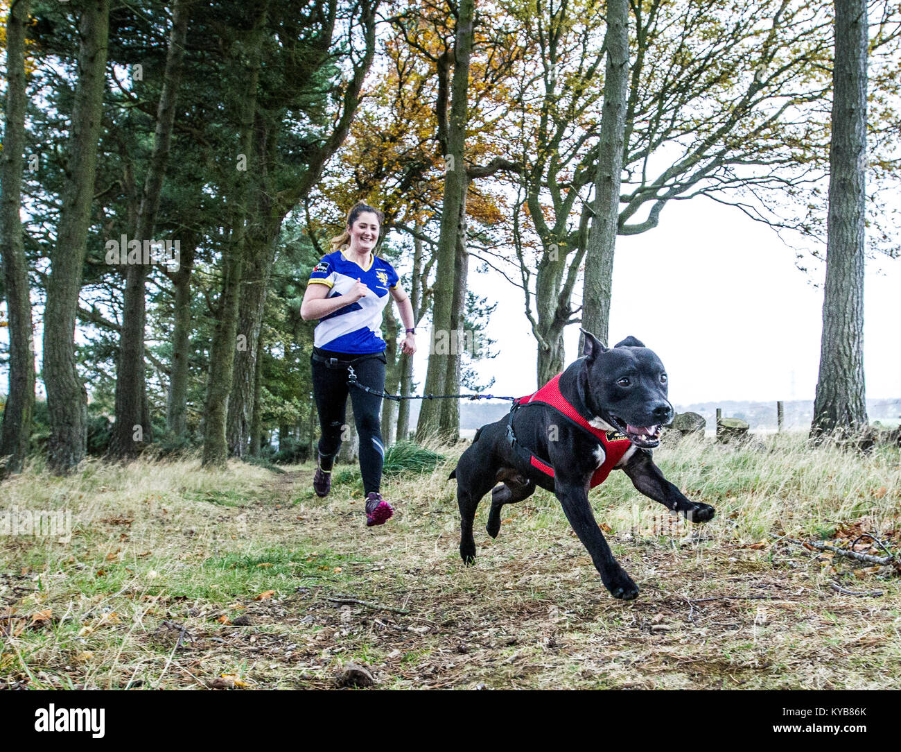Dogs and runners competing in CaniCross Stock Photo Alamy