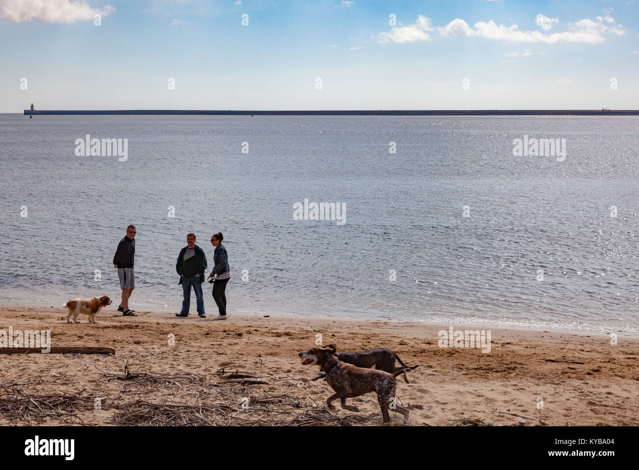Three dog walkers talk on the beach near the Fish Quay, North Shields, Tyne and Wear while their dogs play, UK Stock Photo