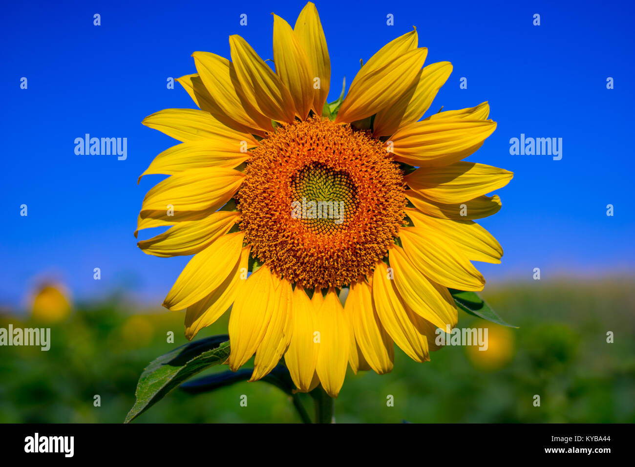 sunflower with blue sky background in a morning sunny day Stock Photo